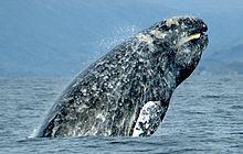Gray whale httpsuploadwikimediaorgwikipediacommonsthu