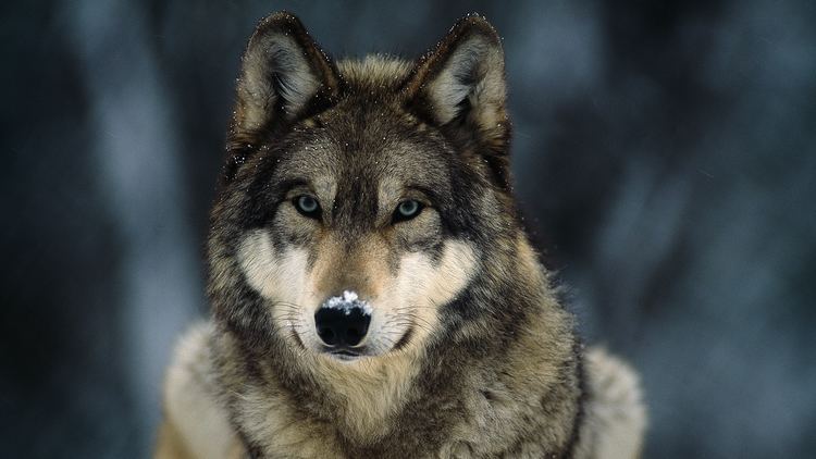 Gray wolf Gray Wolf Pictures Facts and Map