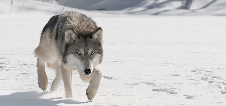 Gray wolf Gray Wolf Nature PBS