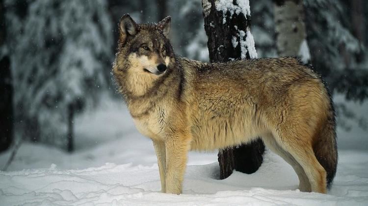Gray wolf Gray Wolf Pictures Facts and Map