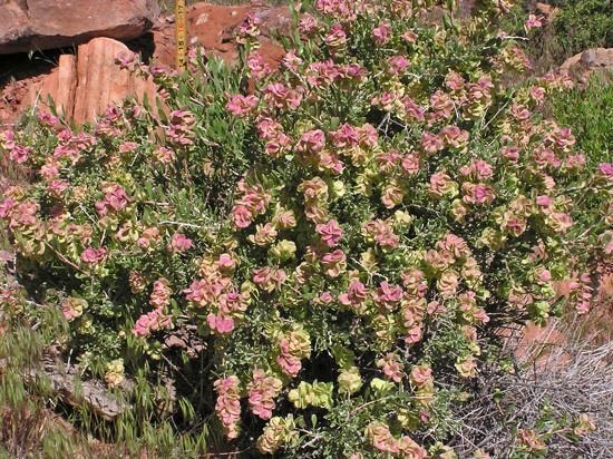 Grayia spinosa Southwest Colorado Wildflowers Grayia spinosa