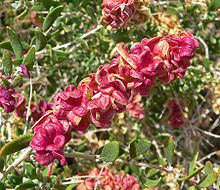Grayia spinosa httpsuploadwikimediaorgwikipediacommonsthu