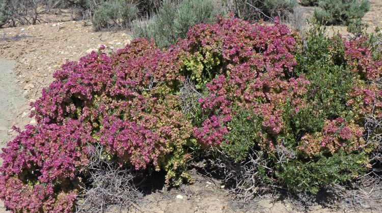 Grayia spinosa Southwest Colorado Wildflowers Grayia spinosa
