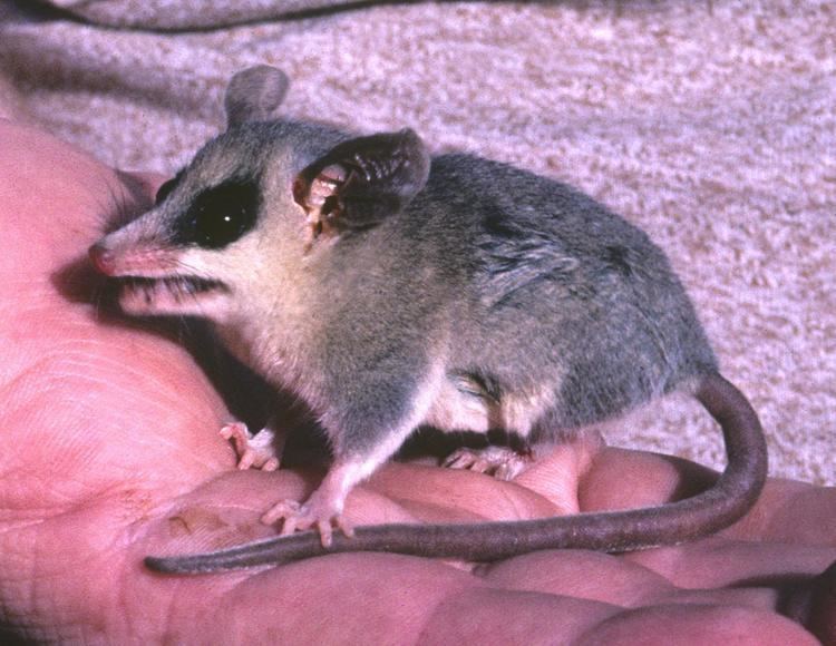 Grayish mouse opossum madreanorgimglibmabafaunaMABA201201Tlacuatz