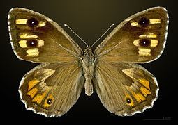 Grayling (butterfly) Grayling butterfly Wikipedia