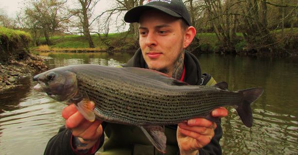 Grayling (species) Grayling Angling Direct Blog
