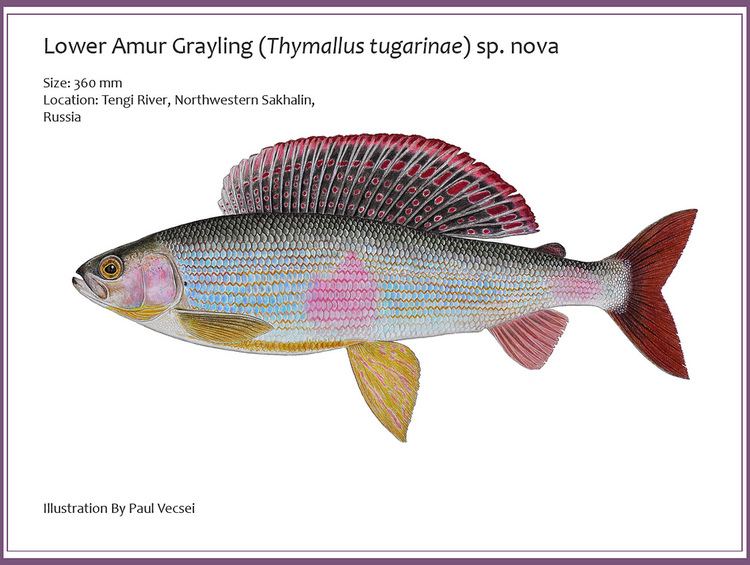 Grayling (species) New Grayling Species Also sometimes called Tugarina Grayli Flickr