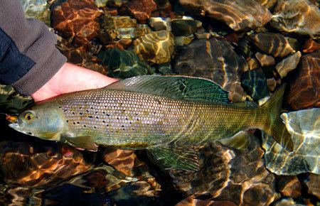 Grayling (species) Arctic Grayling Species Profile Alaska Department of Fish and Game
