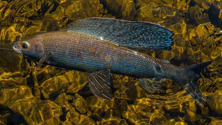 Grayling (species) 1000 images about Grayling on Pinterest West coast Montana and