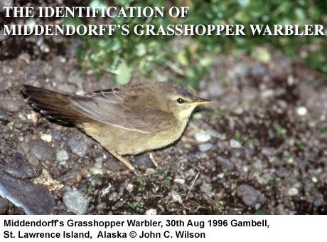 Gray's grasshopper warbler surfbirdscom The Identification of Middendorff39s Grasshopper Warbler
