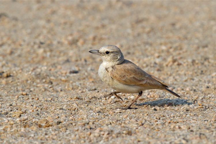 Gray's lark Gray39s Lark Desert Bird Ammomanes grayi Midafternoon Flickr