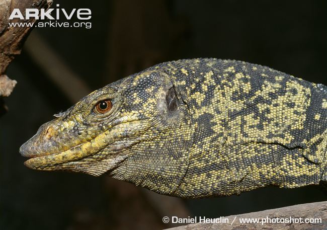 Gray's monitor Gray39s monitor videos photos and facts Varanus olivaceus ARKive