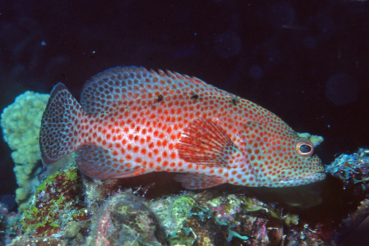 Graysby Saltwater Fish of the Day Graysby grouper REEF2REEF Saltwater and