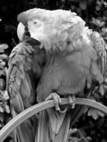 A Grayscale image of a parrot