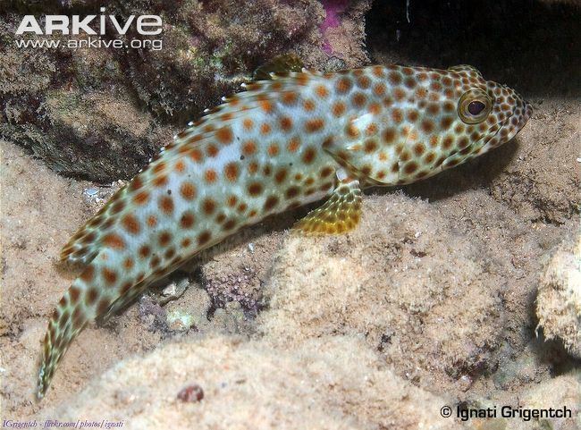 Greasy grouper Greasy grouper photo Epinephelus tauvina G62186 ARKive