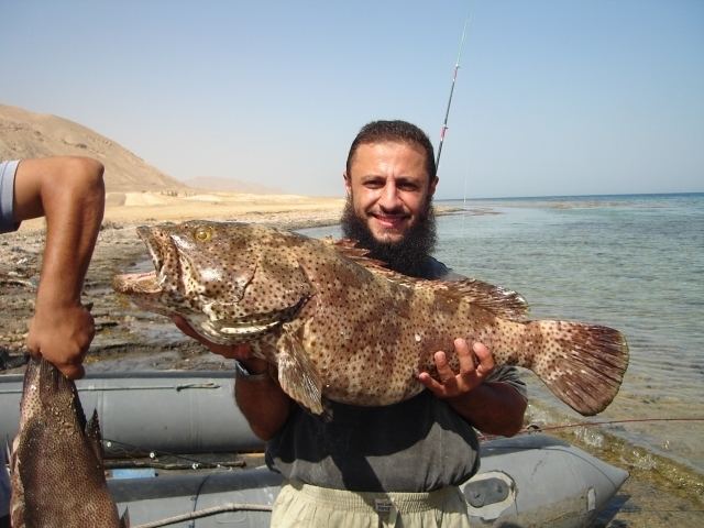 Greasy grouper Greasy grouper Jun 10 2012 Fishing Pictures