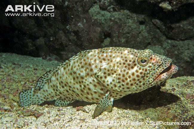 Greasy grouper Greasy grouper videos photos and facts Epinephelus tauvina ARKive