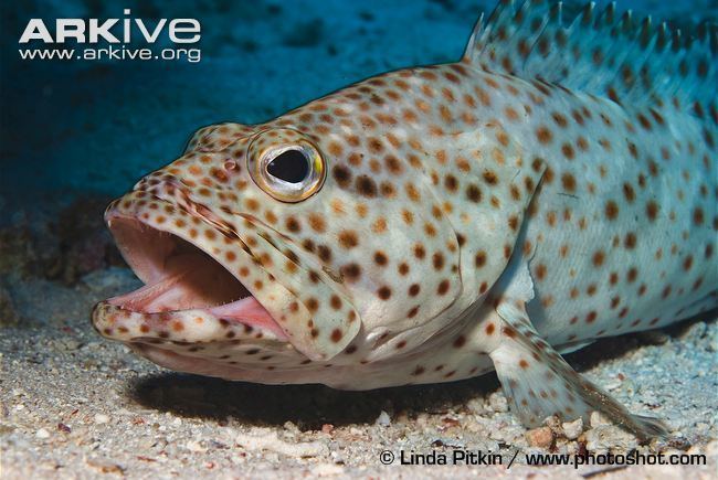 Greasy grouper Greasy grouper photo Epinephelus tauvina G62186 ARKive