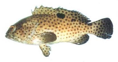 Greasy grouper Greasy Grouper fish productsPakistan Greasy Grouper fish supplier