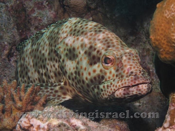 Greasy grouper Groupers gt Greasy grouper Epinephelus tauvina