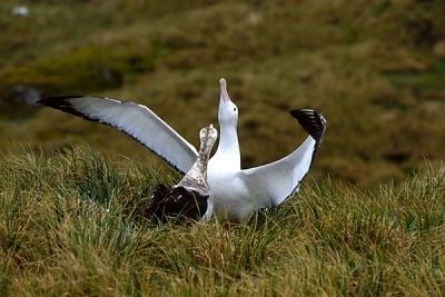 Great albatross Great albatrosses SEABIRD OSTEOLOGY