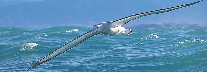 Great albatross Albatross Encounter Kaikoura Information on Great Albatross