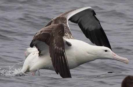 Great albatross tolweborgtreeToLimages349892900a747c34a01o3