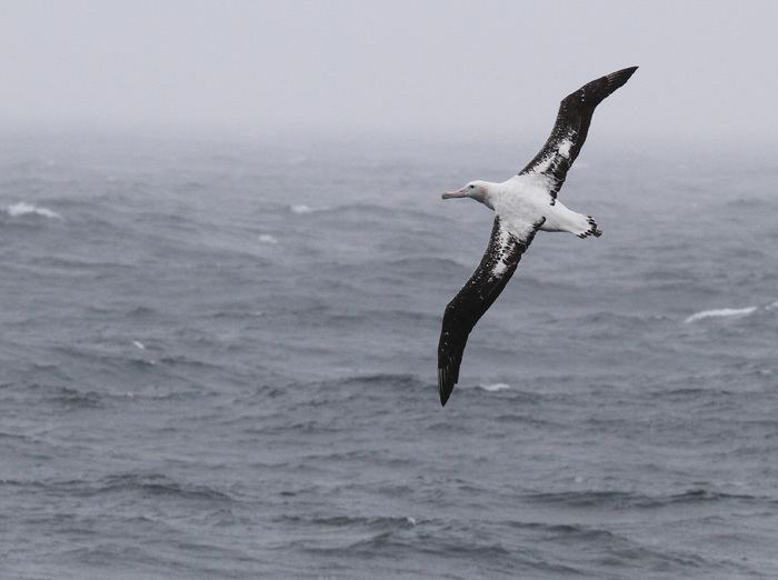 Great albatross Three species of Great Albatross off the Falkland Islands Three