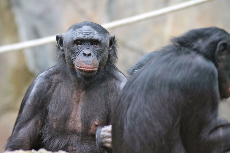 Great ape personhood