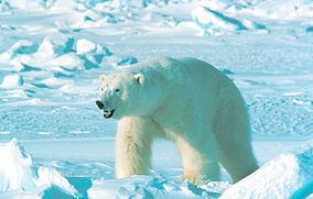 Great Arctic State Nature Reserve httpsuploadwikimediaorgwikipediacommonsthu