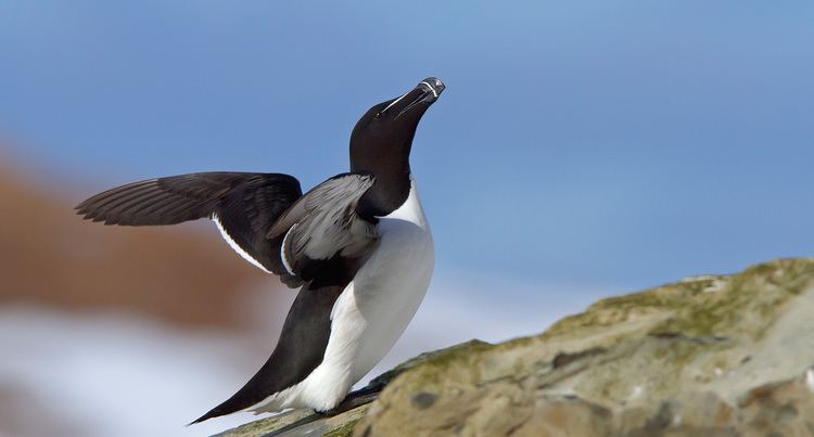 Great auk Is the Great Auk a Candidate for DeExtinction Blog of the Long Now