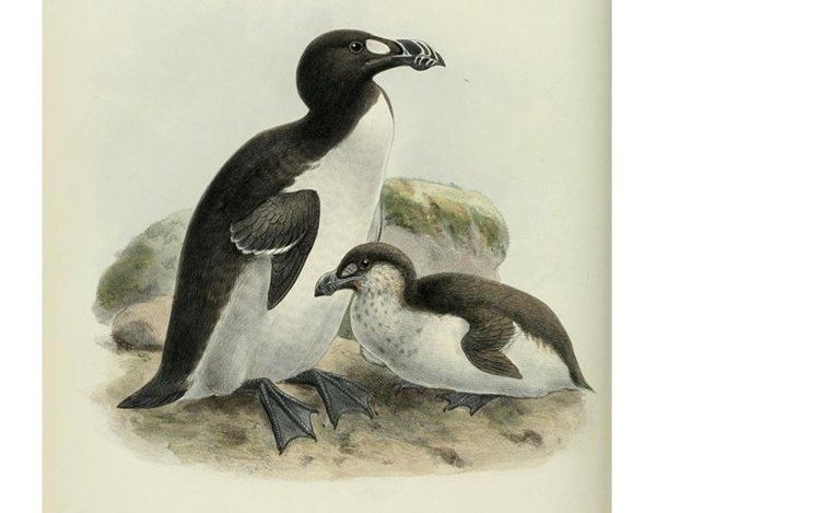 Great auk When the Last of the Great Auks Died It Was by the Crush of a