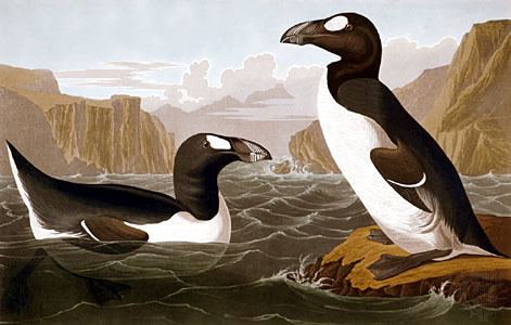 Great auk great auk extinct bird Britannicacom