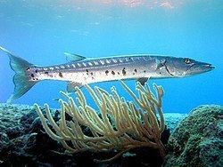 Great barracuda httpsuploadwikimediaorgwikipediacommonsthu