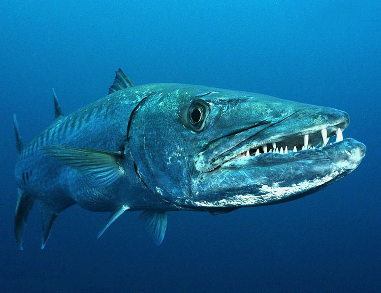 Great barracuda Great barracuda