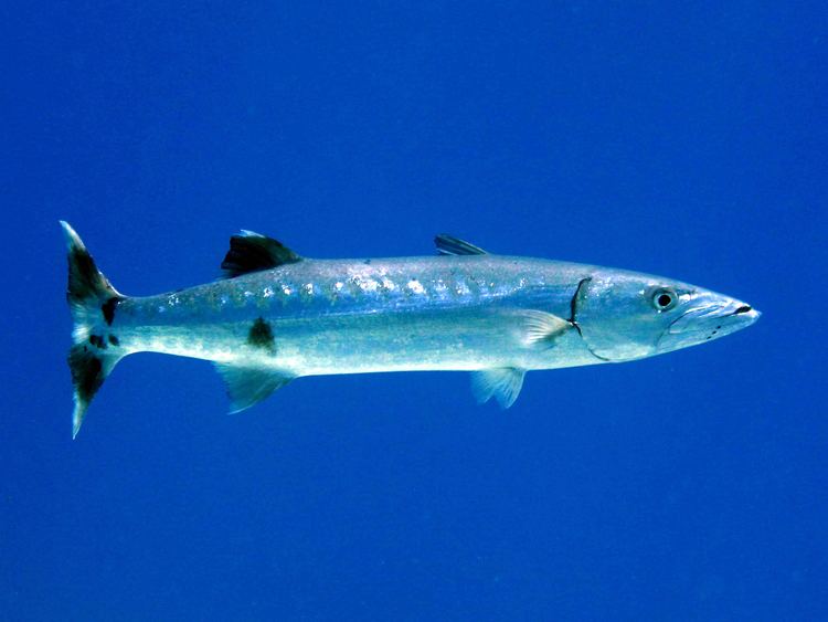 Great barracuda Great barracuda Wikipedia