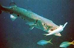 Great barracuda Great barracuda Wikipedia