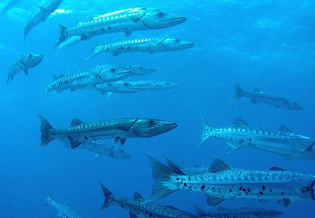 Great barracuda Great Barracudas Sphyraena barracuda MarineBioorg