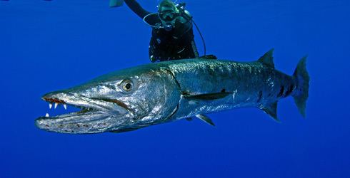 Great barracuda About the Great Barracuda The Nature Conservancy