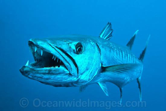 Great barracuda Great barracuda