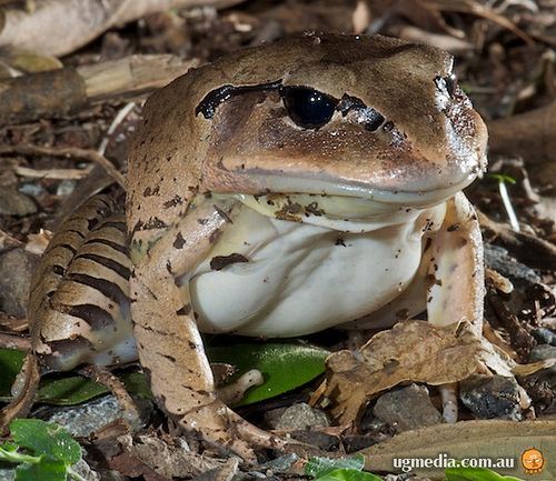 Great barred frog Great barred frog Mixophyes fasciolatus Great barred fro Flickr