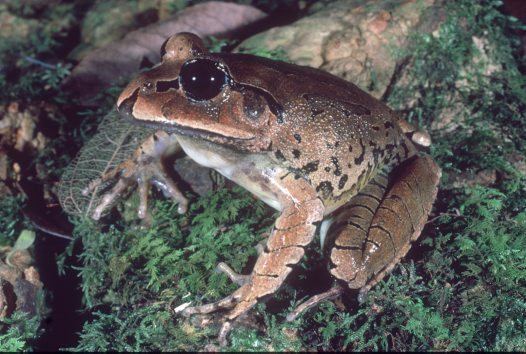 Great barred frog Great Barred Frog Australian Museum