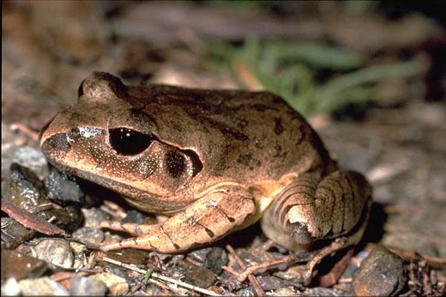 Great barred frog Great barred frog Mixophyes fasciolatus Department of Environment