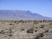 Great Basin httpsuploadwikimediaorgwikipediacommonsthu