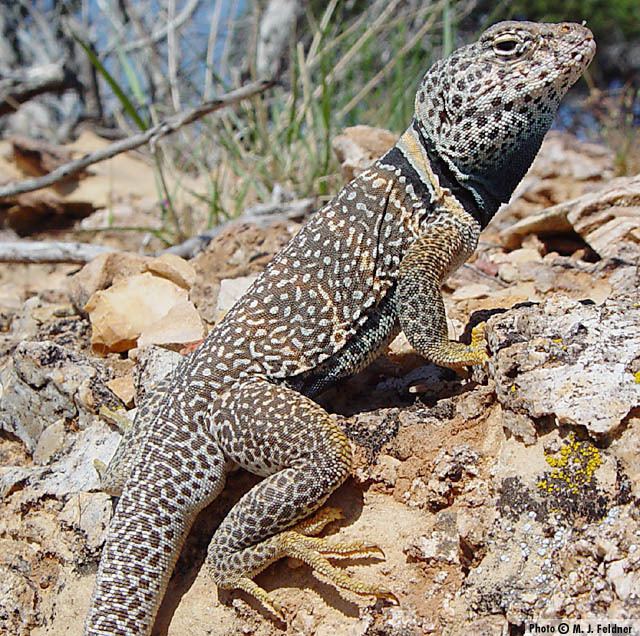 Great Basin collared lizard Great Basin Collared Lizard Crotaphytus bicinctores Reptiles of