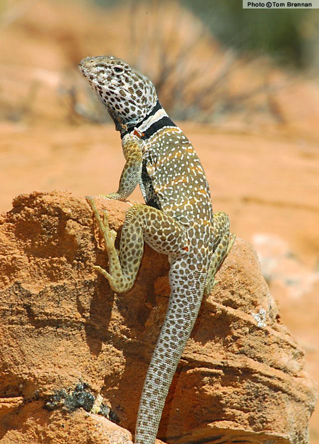 Great Basin collared lizard wwwreptilesofazorgGraphicsLizardsCROBIC08ejpg