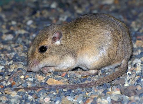 Great Basin pocket mouse facultyucreduchappellINWmammalsparvus3jpg