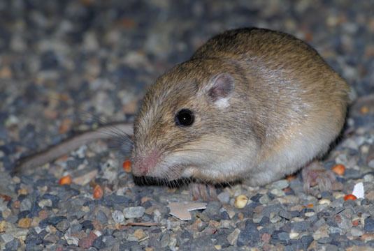 Great Basin pocket mouse photographs by Mark Chappell