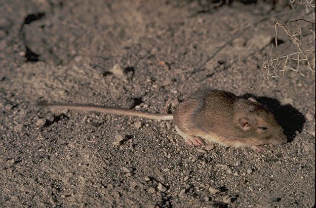 Great Basin pocket mouse Perognathus parvus Great Basin Pocket Mouse Discover Life mobile