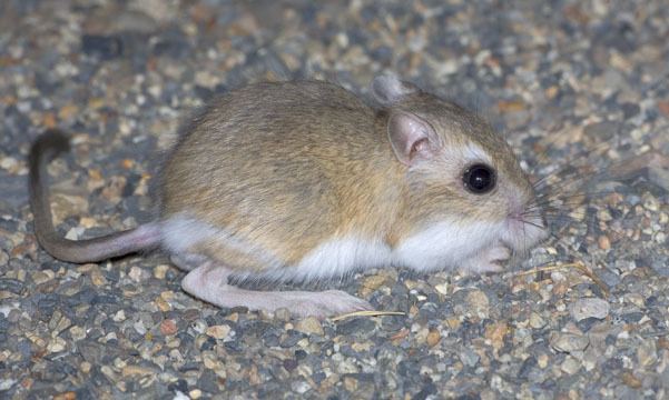 Great Basin pocket mouse photographs by Mark Chappell